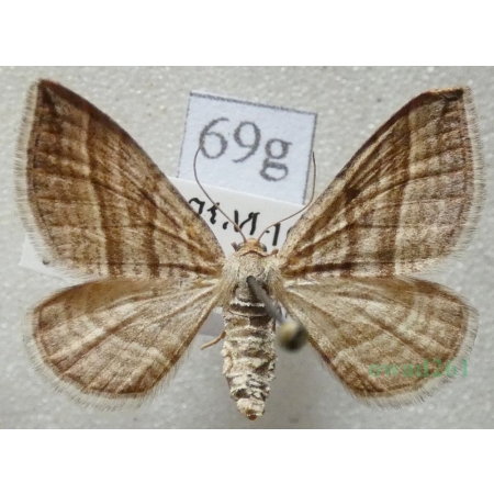 Phibalapteryx virgata (Hufnagel, 1767) Siepacz dziewiczak Czech69g